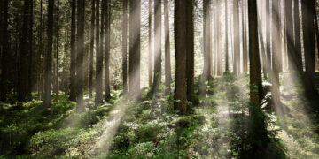 Puszcza Niepołomicka – perła przyrodnicza małopolski