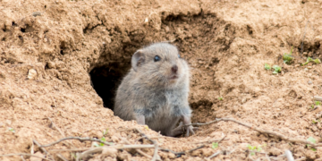Skuteczne sposoby na nornice: Od kawy po naturalne odstraszacze Bez kategorii Nornice