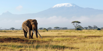 Afryka – kontynent kontrastów, bogactwa natury i fascynującej różnorodności